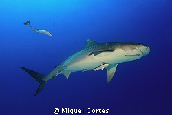Tiger shark. by Miguel Cortes 
